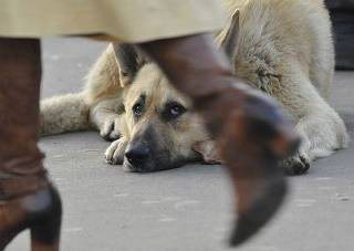 Приют для собак хотят открыть в Павлодаре