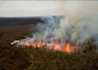 Лесных пожаров в Павлодарской области в этом году стало меньше
