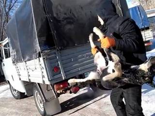 Жестокая расправа над бродячими животными в Павлодаре шокировала москвича