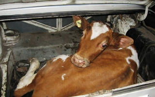 В Павлодаре мужчины на автомобиле «Toyota Prado» совершали скотокрадство