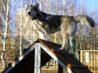 Защитники животных vs родители школьников: в Павлодаре встал вопрос о переносе вольера