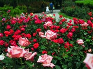 Французские и голландские розы заблагоухают в этом году на павлодарских улицах
