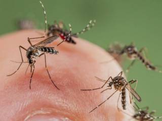 Комары терроризируют павлодарцев