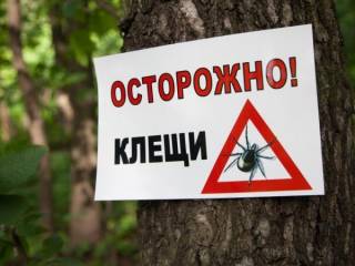ОСТОРОЖНО, КЛЕЩИ! Павлодарцев предупреждают о начале сезона клещей
