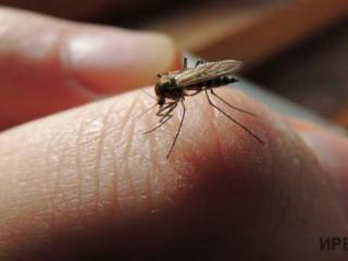 Подрядчика по потравке комаров и мошек в Павлодаре до сих пор нет
