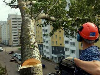 Куда обратиться, чтобы акимат обрезал сухие ветки деревь­ев во дворе?