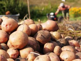 Больше картофеля и овощей будут выращивать в Павлодарской области