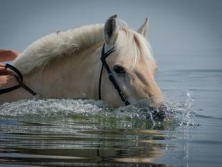 Подросток упал с лошади и утонул в Павлодарской области
