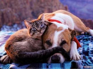 «20 собак потравили, за кошек взялись» О массовом убийстве животных в городе Жем сообщили актюбинцы