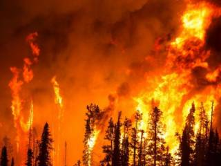 Крупный лесной пожар произошёл на западе Казахстана в районе Байтерек