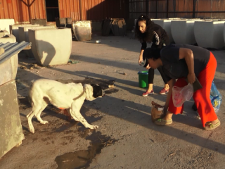 Три волонтера на свои средства кормят собак и кошек, живущих на улицах в Шымкенте