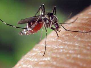 Павлодарские комары подорожали до 1,3 миллиарда