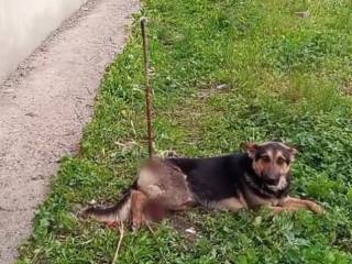Собаку насадили на кусок арматуры в Атырау