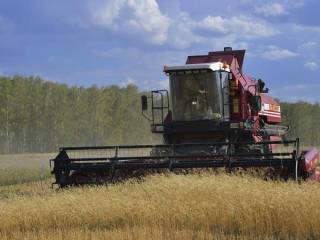 В Павлодарской области скошено 39 процентов зерновых