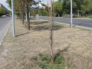 Часть деревьев могут полить, часть нет: В Павлодаре побигают деревья