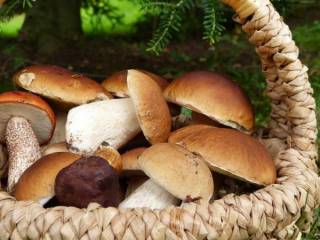 Небывалый урожай грибов в Карагандинской области вызвал приток туристов (ВИДЕО)