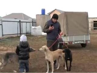 Учитель из Западного Казахстана разводит собак породы тазы