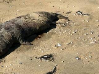 В Минэкологии не связывают массовую гибель тюленей на Каспии с нефтяными отходами