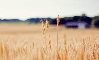 К 25 сентября в Павлодарской области планируют полностью завершить уборку зерновых