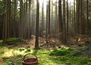 В Акмолинской области пропавшую в лесу пенсионерку нашли мертвой