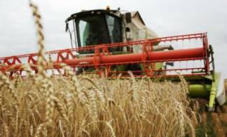 В Иртышском районе собрали треть урожая зерна