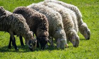 Мужчина спьяну угнал чужих овец в Павлодарской области