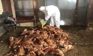 В Алматинской области массовый падеж кур, погибло 122 тысячи птиц