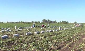 В Павлодарском районе собирают ранние овощи