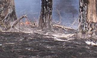 Причины 18 лесных пожаров, произошедших на территории области установить не удалось