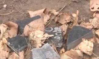 Незаконное кладбище домашних животных уничтожили в Павлодаре