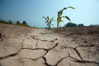 Засушливое лето: В стране могут объявить режим ЧС