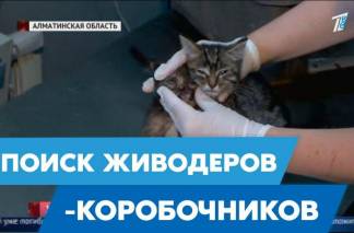 Полицейские начали расследование по делу о котятах, выброшенных на выезде из Алматы!