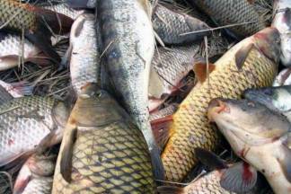 124 килограмма рыбы за раз наловили во время нереста браконьеры в Павлодарской области