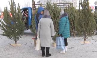 Три места для торговли новогодними ёлками определили в Павлодаре