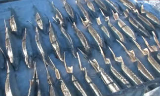 Ущерб от массовой гибели рыбы в Атырау превысил 400 млн тенге