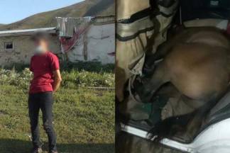 Водителя с живой лошадью в салоне жигулей задержали в Уланском районе ВКО