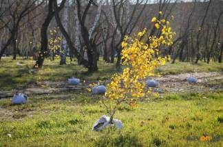 В акимате Павлодара рассказали, где этой осенью высадят 16 тысяч деревьев