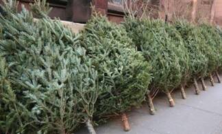 Около 3000 елок завезли в Павлодарскую область к новогодним праздникам