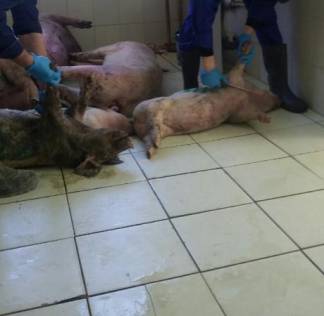 Скандал вокруг свинофермы в Актобе вновь набирает обороты