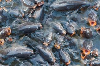 Смертельная моча? В Атырауской области ищут причины массовой гибели рыбы