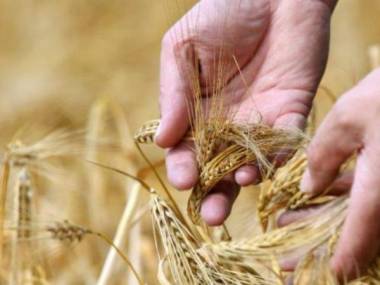 80% пшеницы потеряет Казахстан