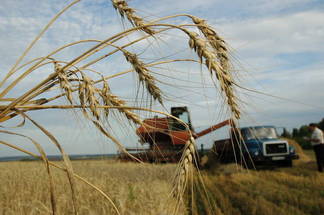Павлодарские сельхозпроизводители готовы возделывать неиспользуемые земли