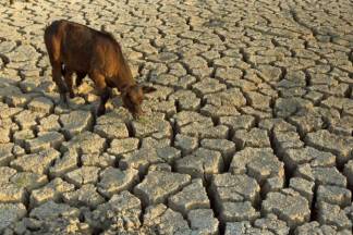 «Запасливыми надо быть!» Так в минсельхозе отреагировали на засуху сразу в двух регионах страны