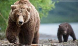 Голодный медведь держит в страхе целый город в Восточном Казахстане