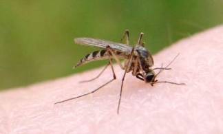 Жители Павлодарской области не могут выйти из дома из-за нашествия комаров