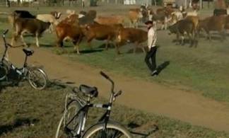 Сельчане пригнали коров на газон перед акиматом