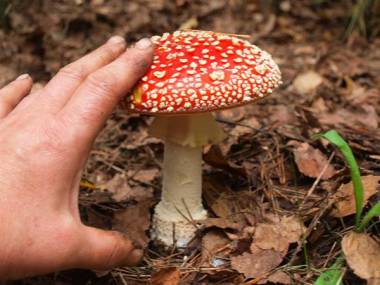26 случаев отравления в СКО: Специалисты советуют быть осторожнее с грибами