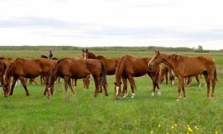 Табуны лошадей и коров помещены на штрафстоянку Павлодарской области
