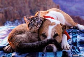 «20 собак потравили, за кошек взялись» О массовом убийстве животных в городе Жем сообщили актюбинцы
