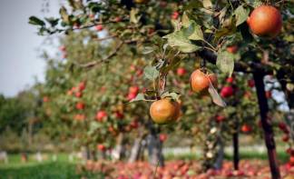 Яблоневый скандал: сад уничтожили в предгорьях Алматы
